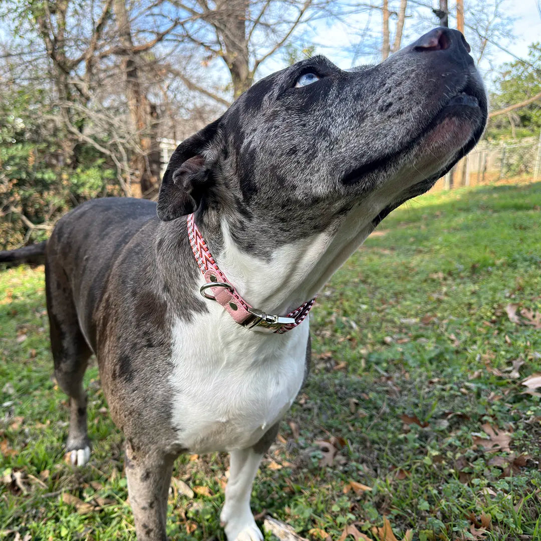 Woven Dog Collar